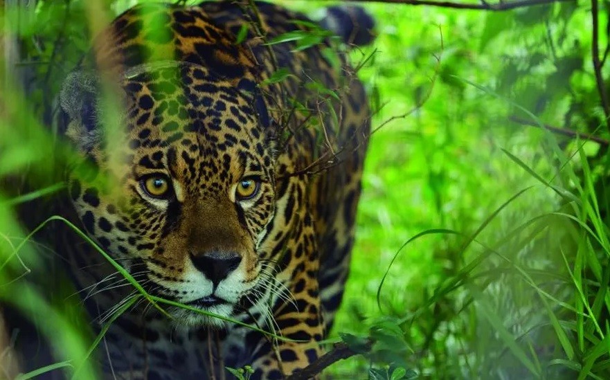 Día Mundial de los Animales