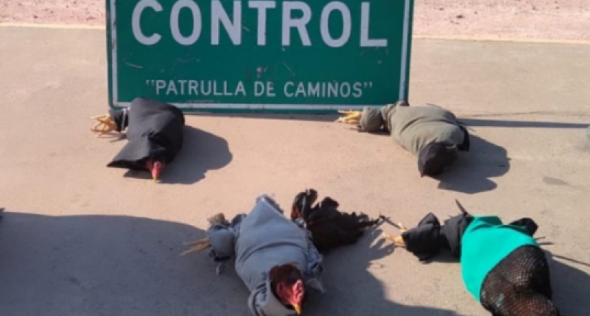 Rescatan seis gallos de riña que eran transportados atados y envueltos en telas