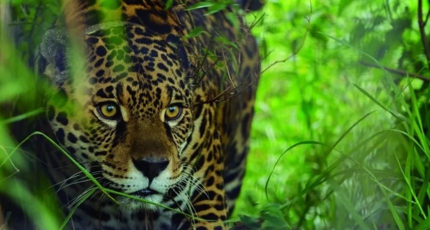 Día Mundial de los Animales