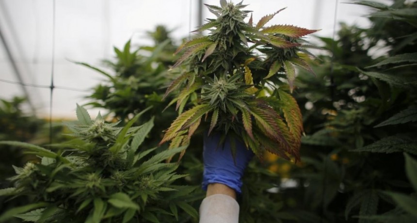 La ANMAT habilitó una planta de producción y procesamiento de cannabis medicinal